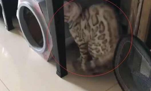 主人家里又新来了一只猫子, 家里的猫接下来的举动, 让铲屎官笑炸锅! 