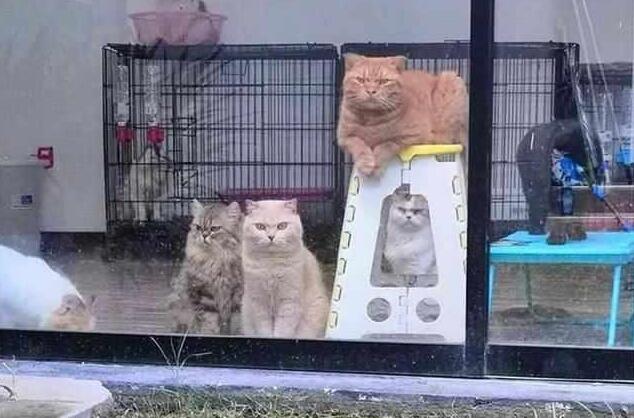 主人屋外吃大餐,锁在屋内的橘猫虎视眈眈 主人屋外吃大餐,锁在屋内的橘猫虎视眈眈