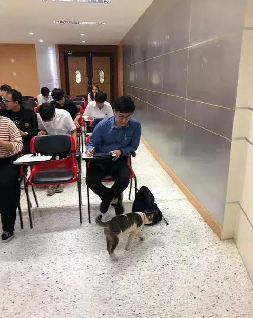 一只流浪猫闯进教室,霸占了一个座位倒头就睡,一点都不客气 一只流浪猫闯进教室,霸占了一个座位倒头就睡,一点都不客气