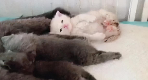 蓝猫生一窝猫崽,唯一的一只白猫崽被嫌弃,委屈我不是亲生的吗 蓝猫生一窝猫崽,唯一的一只白猫崽被嫌弃,委屈我不是亲生的吗