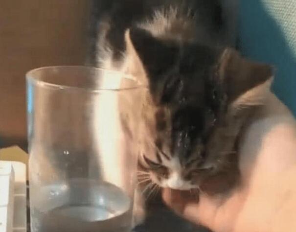 女子伸出手准备撸猫, 猫咪顺势就是躺下, 下一秒让主人不淡定了 女子伸出手准备撸猫, 猫咪顺势就是躺下, 下一秒让主人不淡定了