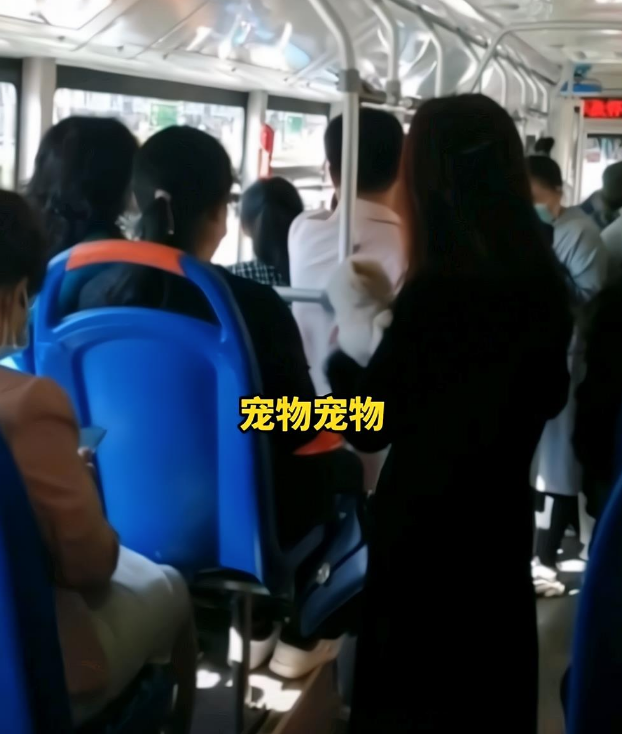宠物比人值钱?大同女子带宠物狗上公交车,一路辱骂语出惊人