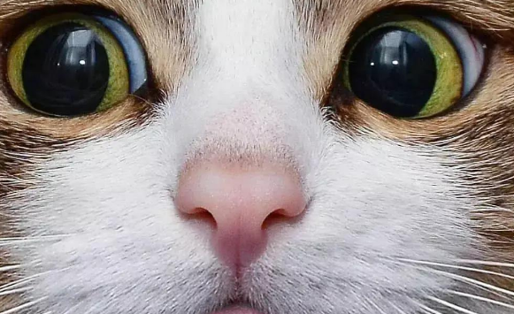 行走的表情包,你家有吗?每只猫都是天生表情包