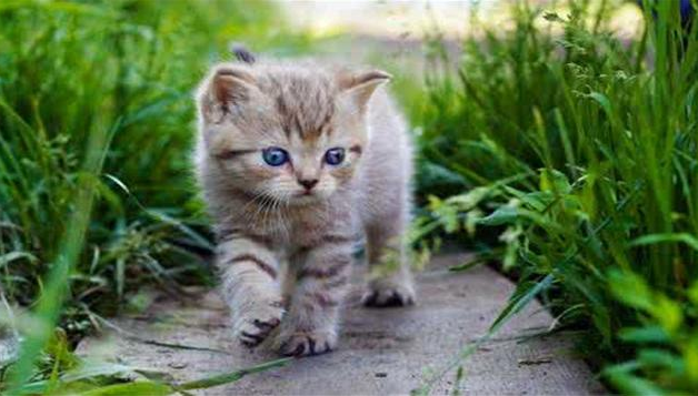 猫咪是亲人投胎 | 老婆生的女儿 竟是自己家养的猫投胎来的