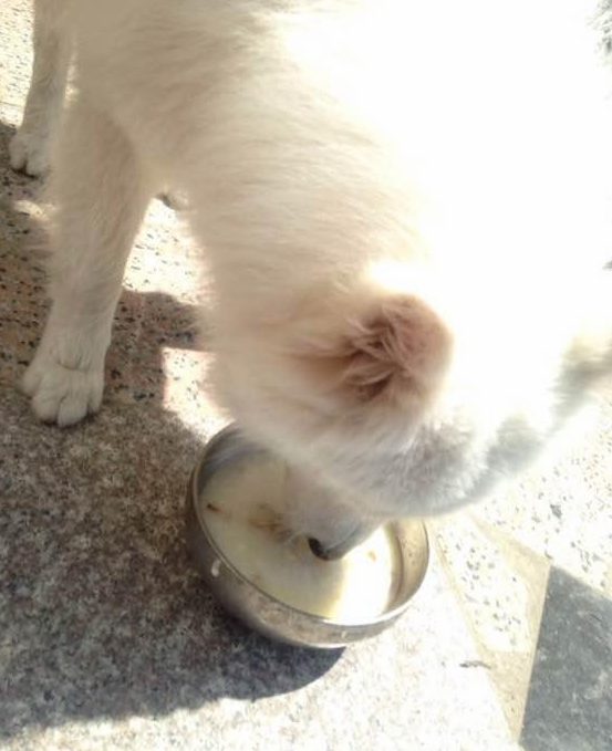 萨摩耶皮肤病图片大全 | 萨摩耶长期生活在猪圈，满身皮肤病，露出乞求的眼神，让路人心碎