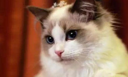 今日话题:12个星座最适合养的猫是什么? 今日话题:12个星座最适合养的猫是什么?