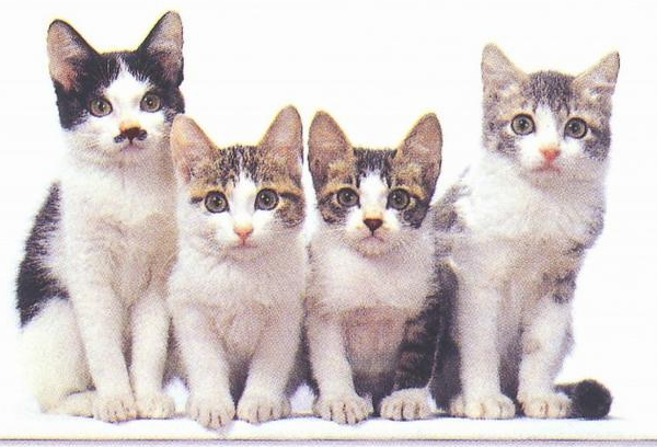 收留野猫可以赚钱吗 | 29岁靠收养的流浪猫两年捞金几十亿,至今还在赚 收留野猫可以赚钱吗 | 29岁靠收养的流浪猫两年捞金几十亿,至今还在赚