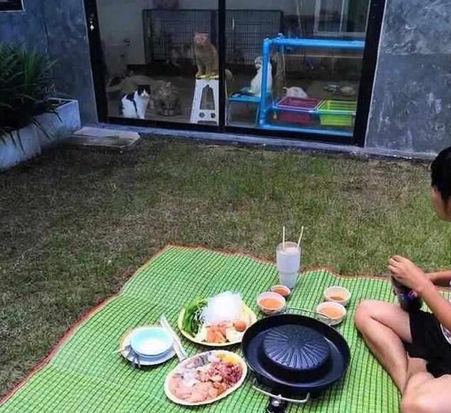 主人屋外吃大餐,锁在屋内的橘猫虎视眈眈 主人屋外吃大餐,锁在屋内的橘猫虎视眈眈