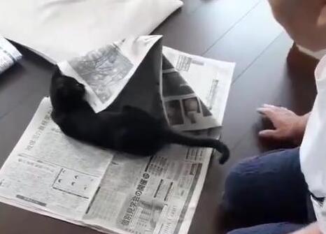调皮小黑猫超黏伯伯,看报纸都被暴力阻止:你要看我! 调皮小黑猫超黏伯伯,看报纸都被暴力阻止:你要看我!