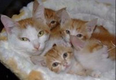 流浪猫妈妈叼着刚出生的4只小猫来我家，然后就定居不走了