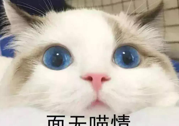 行走的表情包，你家有吗？每只猫都是天生表情包