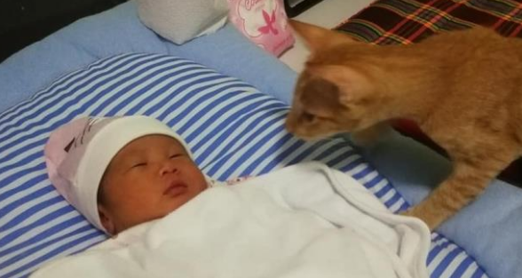 朋友建议把橘猫丢掉换只猫,可宠主却不同意,直到亲自见过猫后! 朋友建议把橘猫丢掉换只猫,可宠主却不同意,直到亲自见过猫后!