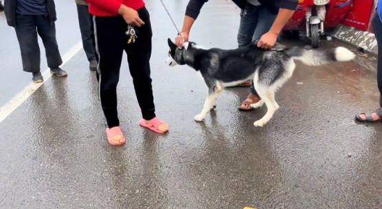 河南：哈士奇一斤十块当菜卖，网友：不卖在家就是一口人，卖了就是盘菜 