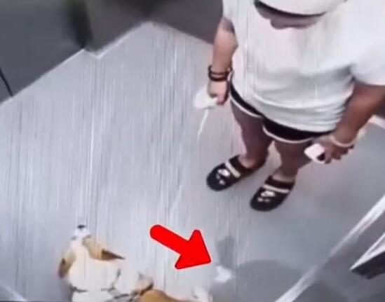 一女子带着宠物狗乘坐电梯，没想到下一秒宠物狗就在电梯内撒尿了