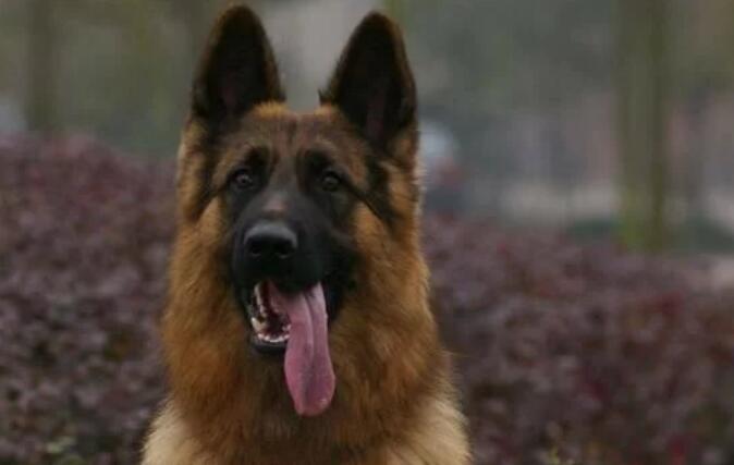 有狼基因的5种狼犬,能力和智商都很高,第五种是我国的优秀军犬 有狼基因的5种狼犬,能力和智商都很高,第五种是我国的优秀军犬