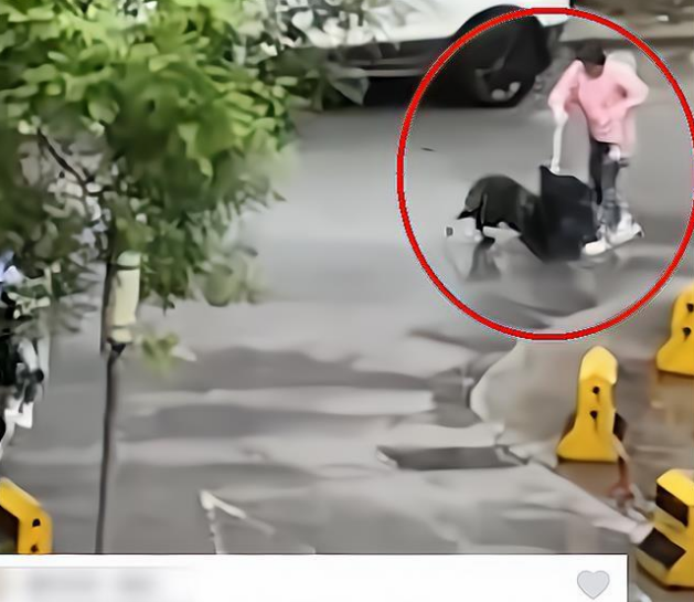 “险象环生”西安一女童遭流浪野狗追赶被五旬保安迅速抱起逃离! “险象环生”西安一女童遭流浪野狗追赶被五旬保安迅速抱起逃离!