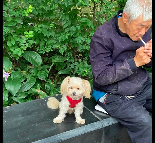 老爷爷带着狗狗出来散步,还给它扎了双马尾,看起来好端庄呀