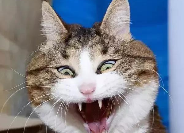 行走的表情包，你家有吗？每只猫都是天生表情包