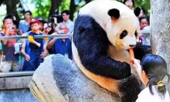 大熊猫死在异国他乡, 死因让人愤慨, 最后一只死法引网友们咆哮 大熊猫死在异国他乡, 死因让人愤慨, 最后一只死法引网友们咆哮
