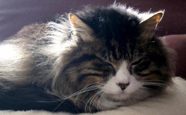 为啥要养猫猫狗狗？因为无论我几点回来，它都蹲在门口等我