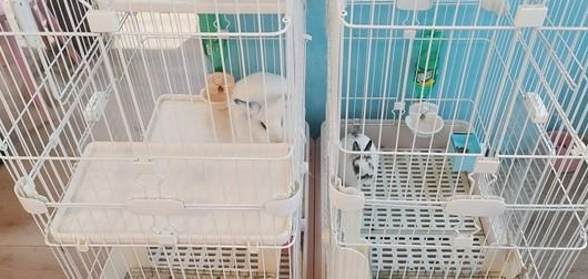 一猫咖半月无人管引网友热议,南京的猫咖狗咖还好吗? 一猫咖半月无人管引网友热议,南京的猫咖狗咖还好吗?