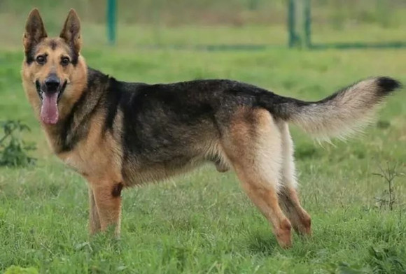 宠物狗遇警犬目不转睛?网友:原来狗子也喜欢有编制的~ 宠物狗遇警犬目不转睛?网友:原来狗子也喜欢有编制的~