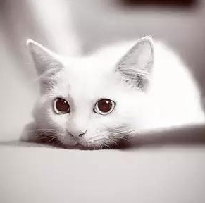 今日话题:12个星座最适合养的猫是什么? 今日话题:12个星座最适合养的猫是什么?