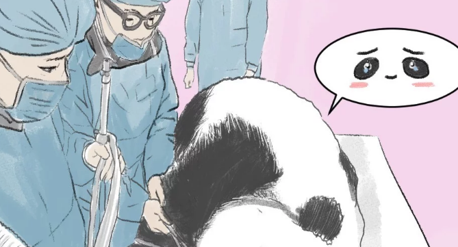 大熊猫生病动手术，看到围在它身边的医生们羡慕了不愧是国宝
