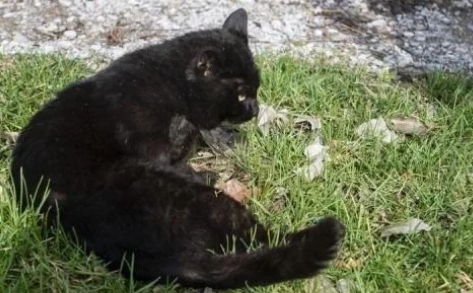 爱猫遭遇车祸，哭着把它埋在树下，第二天一开门，它又出现了