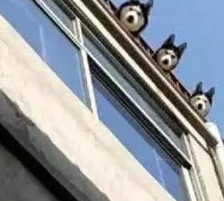 主人楼顶养了三只哈士奇，周围的治安一时间提少了不少！