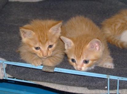 流浪猫妈妈叼着刚出生的4只小猫来我家，然后就定居不走了