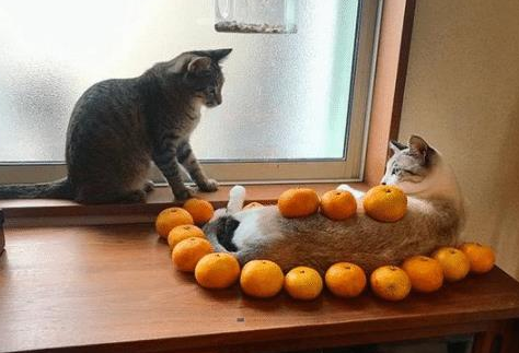 猫咪试图阻止小主人写作业，最后却被她给打败了，猫：谁还不是个宝宝