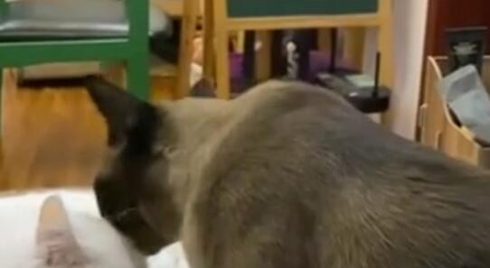 宠物猫感染新冠，除了安乐死还可以怎么办？