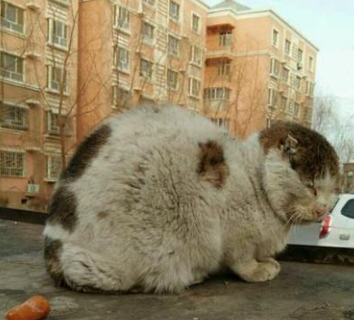一只流浪猫保持一个姿势不动，走近一看瞬间心疼：是谁这么狠心！