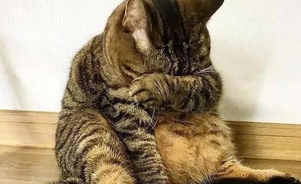 主人捉弄猫咪,在它身上放了一颗蛋,猫醒来吓到炸毛:我生蛋了? 主人捉弄猫咪,在它身上放了一颗蛋,猫醒来吓到炸毛:我生蛋了?