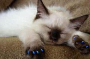 一只和蜘蛛大战300回合的猫咪，这造型让人笑喷，蜘蛛可能进肚了