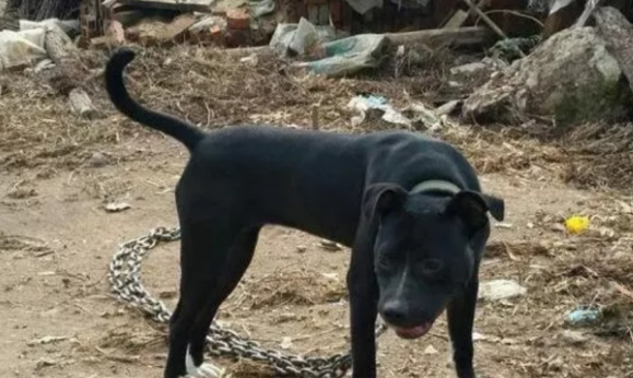 回农村发现只白蹄黑身比特犬，价值上万的狗狗，居然被拴着看家！
