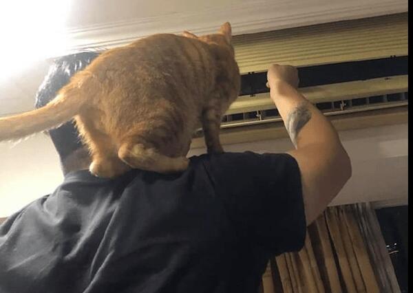 主人踩在板凳上修空调，猫咪非要站在肩膀上凑热闹