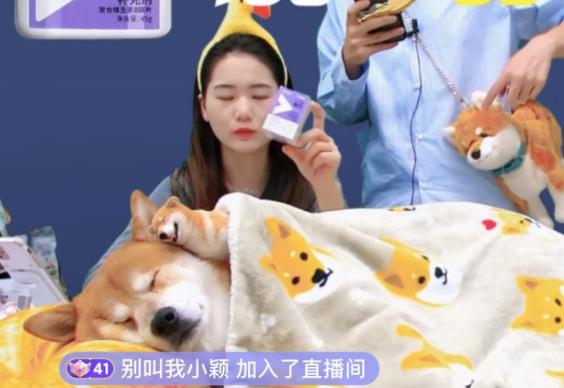 躺睡月入百万，宠物直播能诞生下一个“薇娅李佳琦”吗？