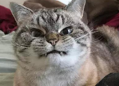 行走的表情包，你家有吗？每只猫都是天生表情包