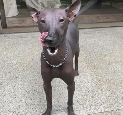 一只乌黑的无毛犬，被误认为是一件艺术品雕像，网友：傻傻分不清