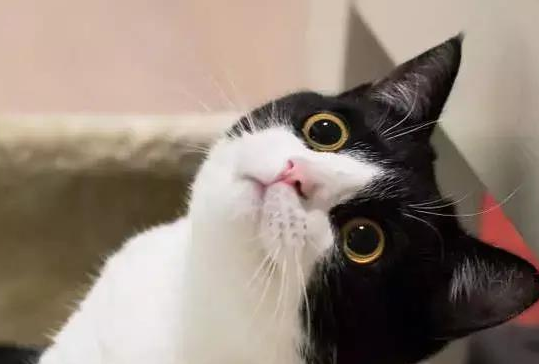行走的表情包，你家有吗？每只猫都是天生表情包
