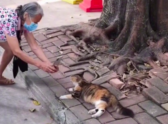 路边躺着一只猫,老人蹲下来换各种角度拍照,这不就是以后的我嘛 路边躺着一只猫,老人蹲下来换各种角度拍照,这不就是以后的我嘛