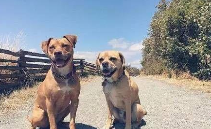 一只猫干翻7条比特犬，场面堪比武侠片！当事猫：不服来战！