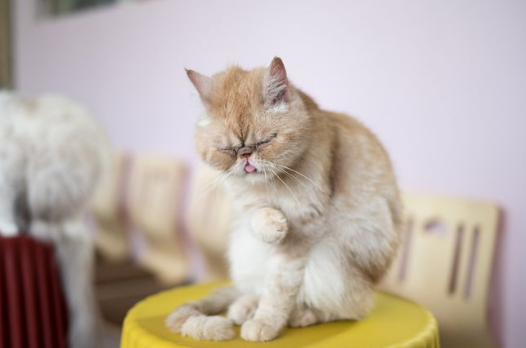 揪心!江苏如皋惊现猫咪“集中营”,每日超2000只猫被送走处理