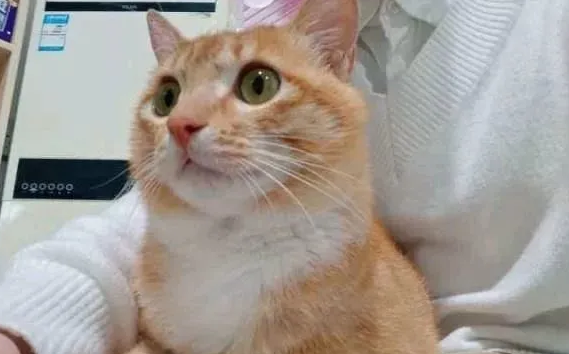 猫咪不听话咬人怎么办? 猫咪不听话咬人怎么办?