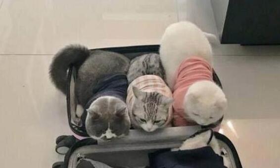 主人在整理行李箱，一回头，就被自家三只猫咪的表情萌的心都化了