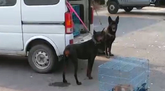 哈士奇拆家犯二,被主人牵去狗市贩卖,二哈站在主人跟前满眼深情 哈士奇拆家犯二,被主人牵去狗市贩卖,二哈站在主人跟前满眼深情