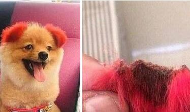 人类尚且如此,更何况一只狗狗呢?