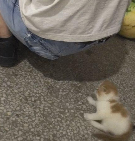 一个屁的威力!猫:来人护驾有人要毒死我!网友:一个有味的视频 一个屁的威力!猫:来人护驾有人要毒死我!网友:一个有味的视频